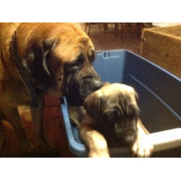 puppy rescue indiana mastiff puppies indiana 4k wallpapers puppy rescue indiana mastiff puppies indiana 4k wallpapers