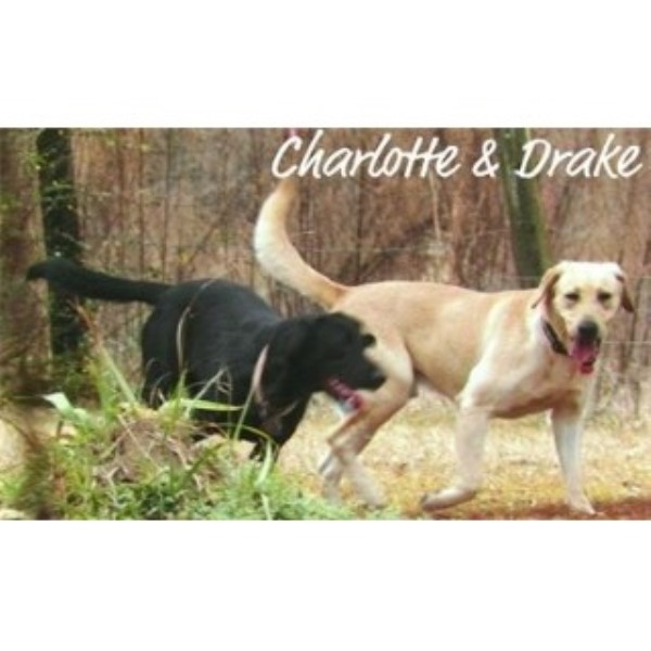lab puppies for sale in louisiana puppies in louisiana labrador retriever breeder in amite louisiana listing id 22009 lab puppies for sale in louisiana puppies in louisiana labrador retriever breeder in amite louisiana listing id 22009