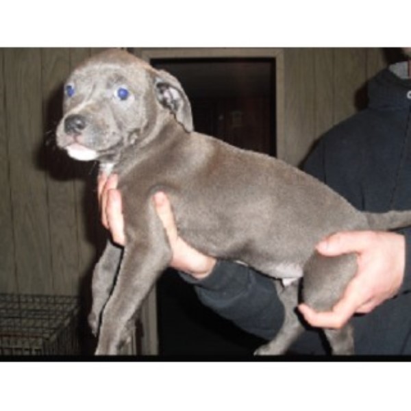 pitbull puppies indiana american pit bull terrier apbt breeders in indiana pitbull puppies indiana american pit bull terrier apbt breeders in indiana