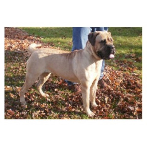Protection Dog Training Wisconsin Protection Dog Training Wisconsin