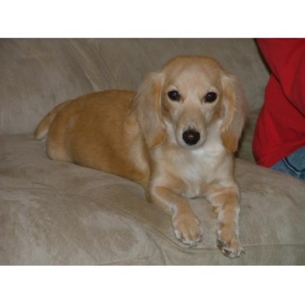 Dachshund (Doxie) breeders in Alabama  FreeDogListings