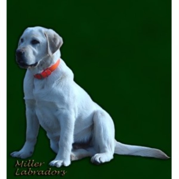 labrador retriever puppies nc miller labradors labrador retriever breeder in salisbury carolina listing id labrador retriever puppies nc miller labradors labrador retriever breeder in salisbury carolina listing id