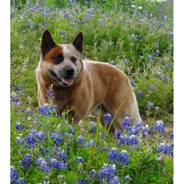 blue heeler puppies for sale in iowa australian cattle blue heeler heeler breeders in freedoglistings blue heeler puppies for sale in iowa australian cattle blue heeler heeler breeders in freedoglistings