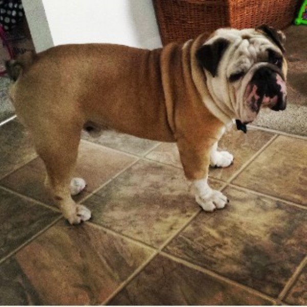 fawn pug skin turning black bullsworth bulldogs bulldog stud in hill florida fawn pug skin turning black bullsworth bulldogs bulldog stud in hill florida