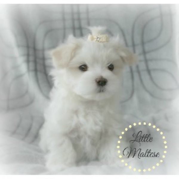 How To Find A Good Dog Breeder In Ontario How To Find A Good Dog Breeder In Ontario