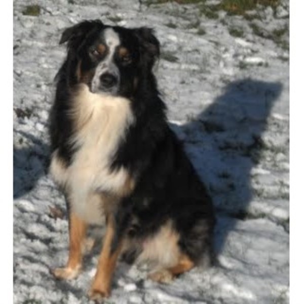 australian shepherd puppies washington australian shepherd aussie breeders in washington freedoglistings australian shepherd puppies washington australian shepherd aussie breeders in washington freedoglistings