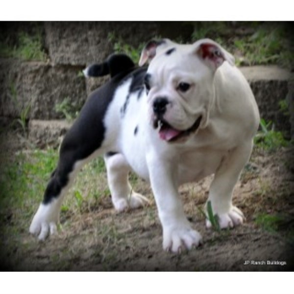 JP Ranch Bulldogs, English Bulldog Breeder in Conway, Arkansas