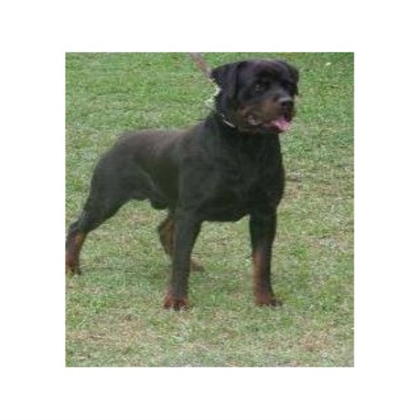 rottweiler puppies for sale in arkansas rottweiler breeders in montana freedoglistings rottweiler puppies for sale in arkansas rottweiler breeders in montana freedoglistings