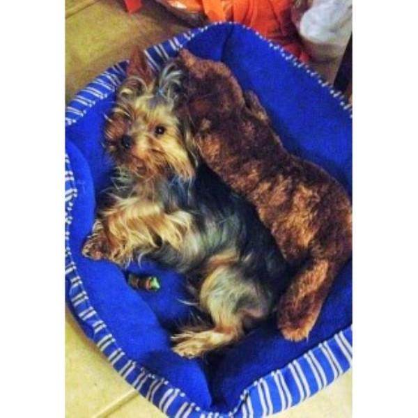 yorkies for sale in shreveport la terrier yorkie studs in louisiana freedoglistings usa yorkies for sale in shreveport la terrier yorkie studs in louisiana freedoglistings usa