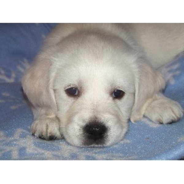 golden retriever puppies nh ciarfella s labs goldens golden retriever breeder in center ossipee new hshire golden retriever puppies nh ciarfella s labs goldens golden retriever breeder in center ossipee new hshire