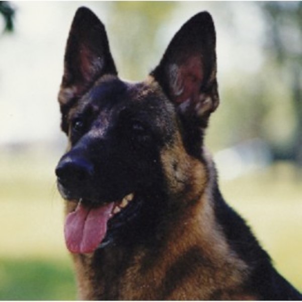 German Shepherd Dog Breeder in Alberta