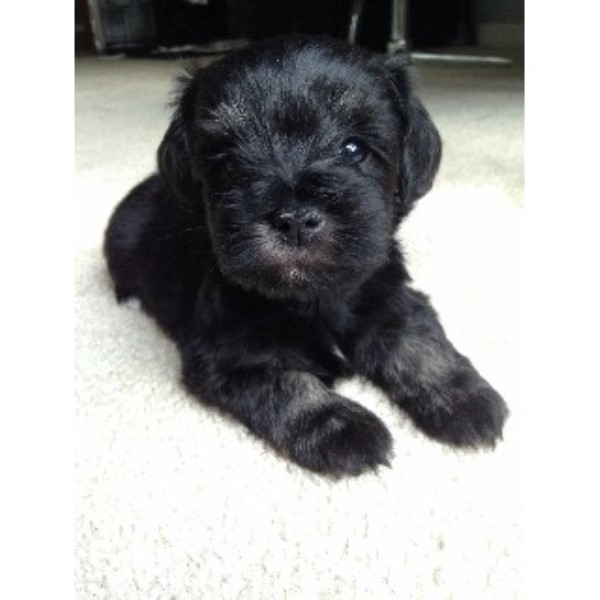 Blooming Schnauzers, Miniature Schnauzer Breeder in Woodbridge, Virginia