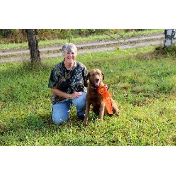 free puppies flint mi marshlan chesapeakes chesapeake bay retriever breeder in flint michigan free puppies flint mi marshlan chesapeakes chesapeake bay retriever breeder in flint michigan