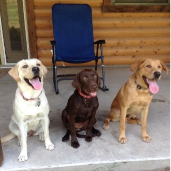 Allen Chief Loyal Labs, Labrador Retriever Breeder in Lovelady, Texas