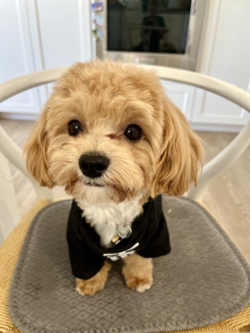 Teddy the perfect little toy maltipoo