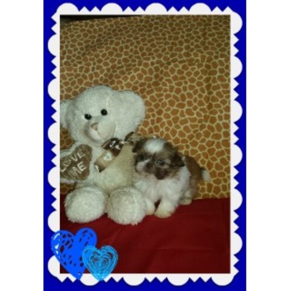 shih tzu breeder california cotton shih tzu shih tzu breeder in hesperia california shih tzu breeder california cotton shih tzu shih tzu breeder in hesperia california