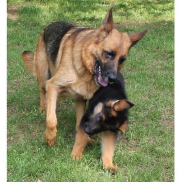 german shepherd puppies wisconsin roche s german shepherds german shepherd stud in east troy wisconsin listing id german shepherd puppies wisconsin roche s german shepherds german shepherd stud in east troy wisconsin listing id