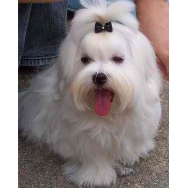 free puppies in fayetteville nc small non shedding dogs in fayetteville nc breeds picture free puppies in fayetteville nc small non shedding dogs in fayetteville nc breeds picture