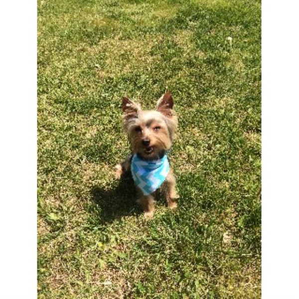 yorkie rescue knoxville tn keith mccroskey terrier stud in knoxville tennessee listing id 22240 yorkie rescue knoxville tn keith mccroskey terrier stud in knoxville tennessee listing id 22240