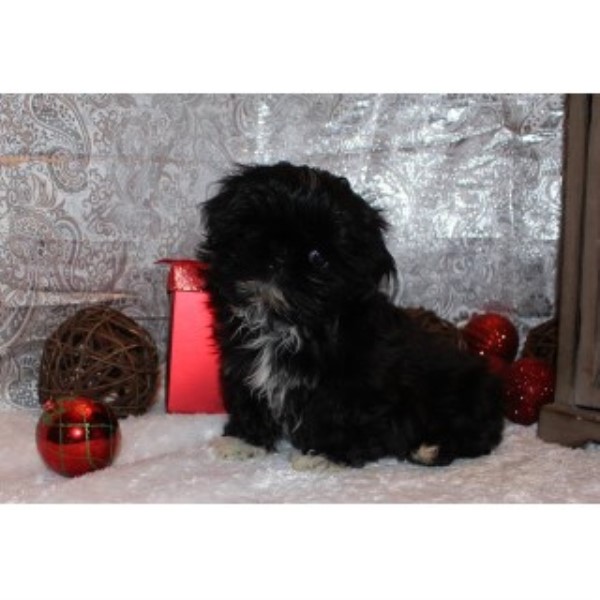 washington shih tzu breeders elegance shih tzu shih tzu breeder in ellensburg washington listing id 24937 washington shih tzu breeders elegance shih tzu shih tzu breeder in ellensburg washington listing id 24937