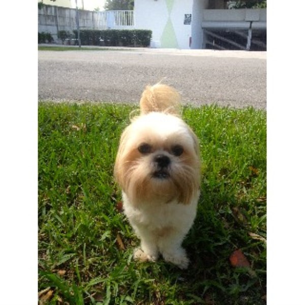 shih tzu rescue miami dudas szabo shih tzu stud in miami florida listing id 22160 shih tzu rescue miami dudas szabo shih tzu stud in miami florida listing id 22160