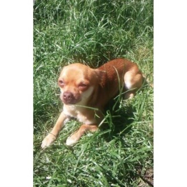 free puppies tacoma wa jones chihuahua stud in tacoma washington free puppies tacoma wa jones chihuahua stud in tacoma washington