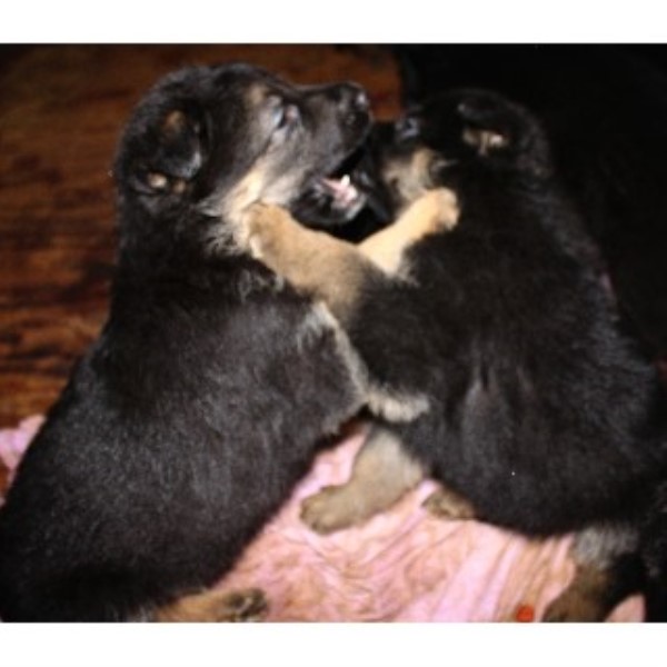 german shepherd puppies nh greenwoods kennel german shepherd breeder in belmont new hshire listing id german shepherd puppies nh greenwoods kennel german shepherd breeder in belmont new hshire listing id
