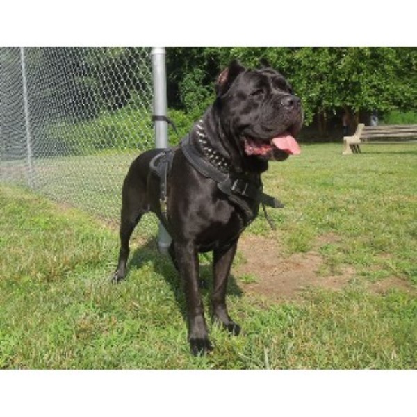 breeders in nj nj corso corso breeder in bayonne new jersey listing id 21880 breeders in nj nj corso corso breeder in bayonne new jersey listing id 21880