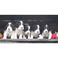 Small Dog Breeders In Akron Ohio Small Dog Breeders In Akron Ohio