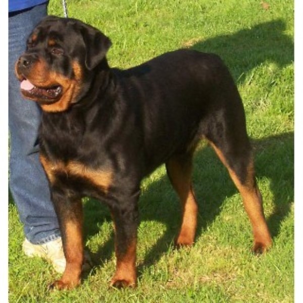 blockhead rottweiler vak kennels rottweiler stud in barbourville kentucky listing id 21841 blockhead rottweiler vak kennels rottweiler stud in barbourville kentucky listing id 21841