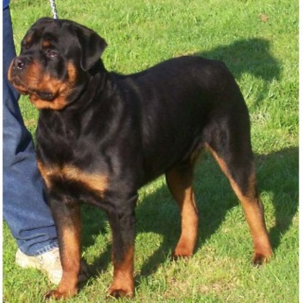 rottweiler puppies for free rottweiler for stud in barbourville kentucky breeds picture rottweiler puppies for free rottweiler for stud in barbourville kentucky breeds picture