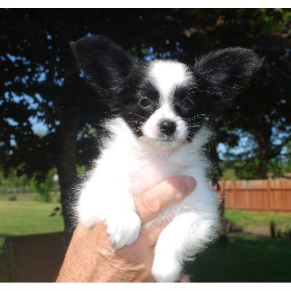 Black Diamond Papillons, Papillon Breeder in Sweet Home, Oregon