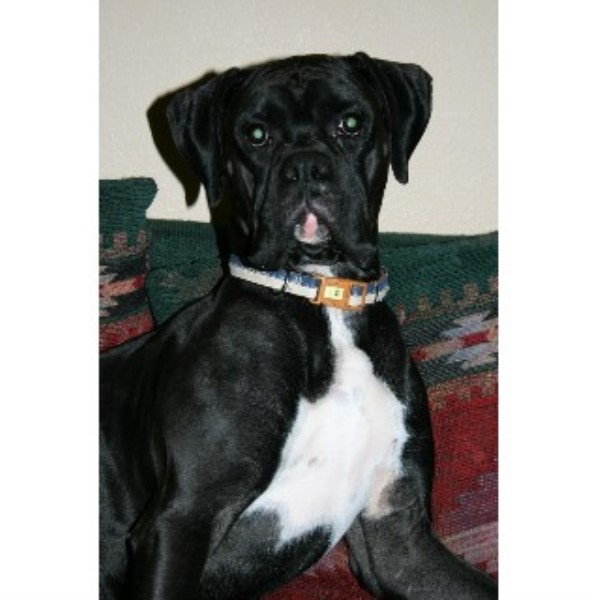 Boxer Stud in Iowa