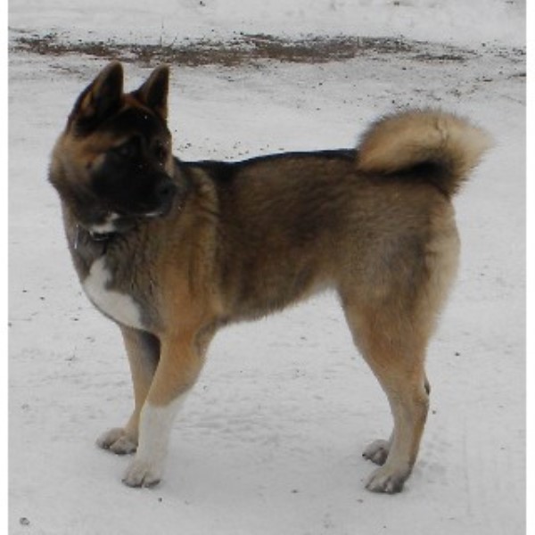 akita puppies for sale florida liutikas akitas akita breeder in burns lake columbia akita puppies for sale florida liutikas akitas akita breeder in burns lake columbia