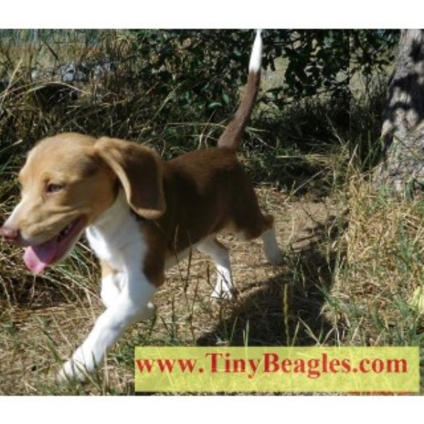 Beagle Breeder 23788