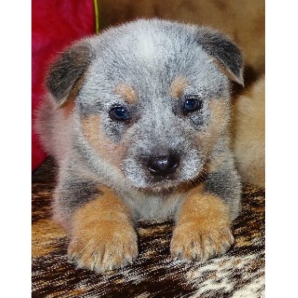 Burnt Kerosene Blue Heelers, Australian Cattle Dog Breeder in New