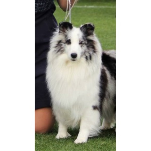 roseglen shelties roseglen shelties