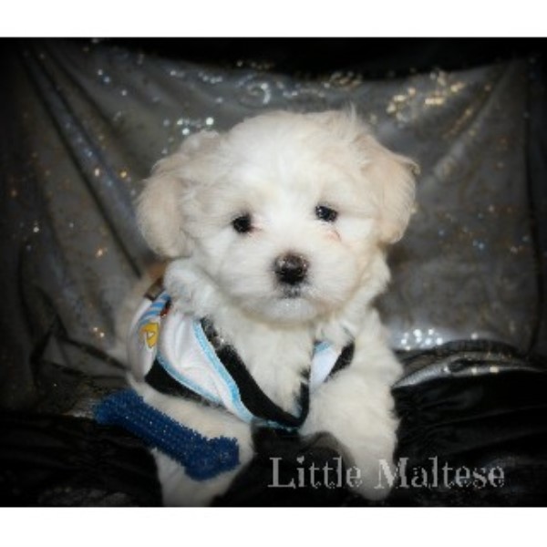 free puppies in oklahoma maltese maltese breeder in wilson oklahoma listing id 18588 free puppies in oklahoma maltese maltese breeder in wilson oklahoma listing id 18588