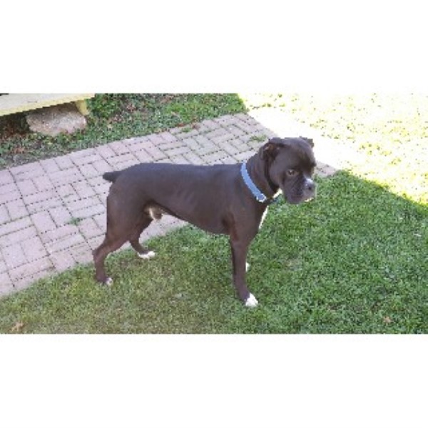 free puppies flint mi black boxer stud boxer stud in flint michigan listing id 22439 free puppies flint mi black boxer stud boxer stud in flint michigan listing id 22439