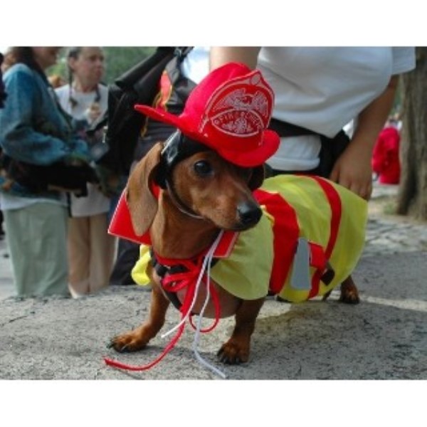 Wild Rose Kennel, Dachshund Breeder in Ainsworth, Iowa