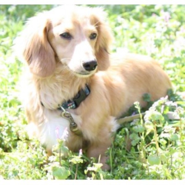 dachshund puppies pa dachshund doxie breeders in pennsylvania freedoglistings breeds picture dachshund puppies pa dachshund doxie breeders in pennsylvania freedoglistings breeds picture