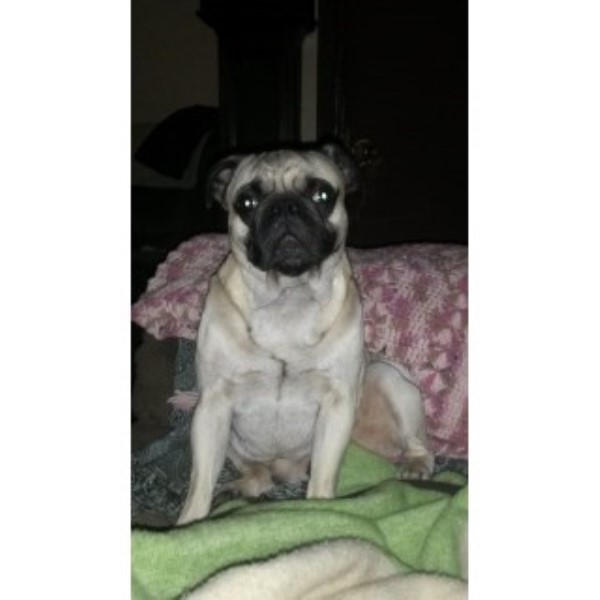 pug puppies for sale in mobile alabama finklea pug stud in mobile alabama pug puppies for sale in mobile alabama finklea pug stud in mobile alabama
