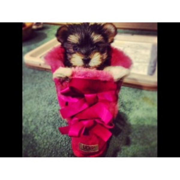 yorkie breeders maryland terrier yorkie breeders in maryland freedoglistings breeds picture yorkie breeders maryland terrier yorkie breeders in maryland freedoglistings breeds picture