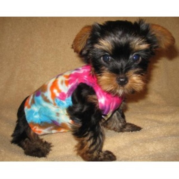 yorkie puppies for sale in massachusetts powell terrier breeder in newton massachusetts listing id 22312 yorkie puppies for sale in massachusetts powell terrier breeder in newton massachusetts listing id 22312