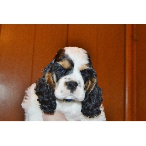 cocker spaniel puppies iowa higgy s cockers american cocker spaniel breeder in council bluffs iowa listing id cocker spaniel puppies iowa higgy s cockers american cocker spaniel breeder in council bluffs iowa listing id