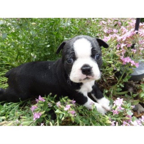 boston terrier puppies oklahoma s boston babies precious pugs beautiful bugg s boston terrier breeder in boston terrier puppies oklahoma s boston babies precious pugs beautiful bugg s boston terrier breeder in