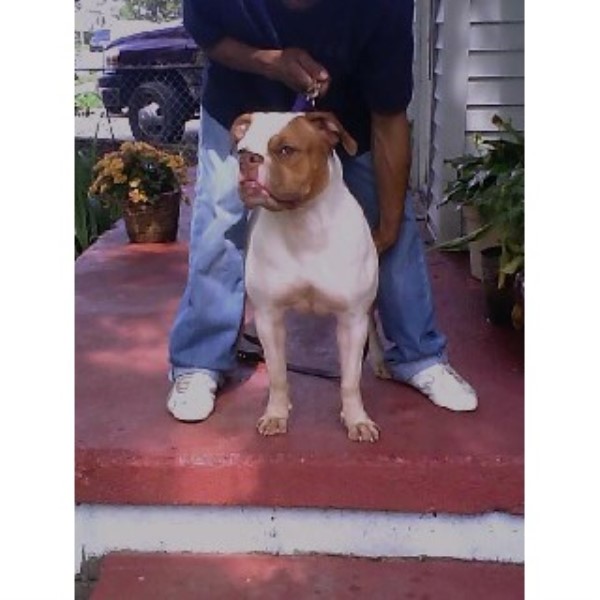 pitbull puppies michigan american pit bull terrier apbt breeders in pennsylvania breeds picture pitbull puppies michigan american pit bull terrier apbt breeders in pennsylvania breeds picture