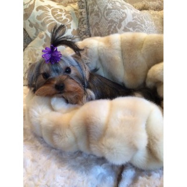 yorkie breeders in ca terrier yorkie breeders in california freedoglistings yorkie breeders in ca terrier yorkie breeders in california freedoglistings