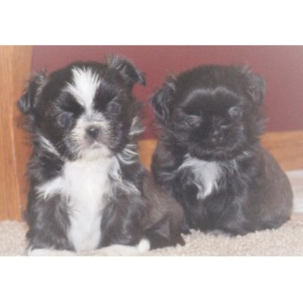 shih tzu breeders illinois river shih tzu shih tzu breeder in decatur illinois shih tzu breeders illinois river shih tzu shih tzu breeder in decatur illinois