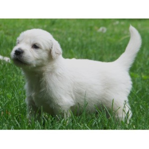 new hshire golden retriever breeders ciarfella s labs goldens golden retriever breeder in center ossipee new hshire new hshire golden retriever breeders ciarfella s labs goldens golden retriever breeder in center ossipee new hshire